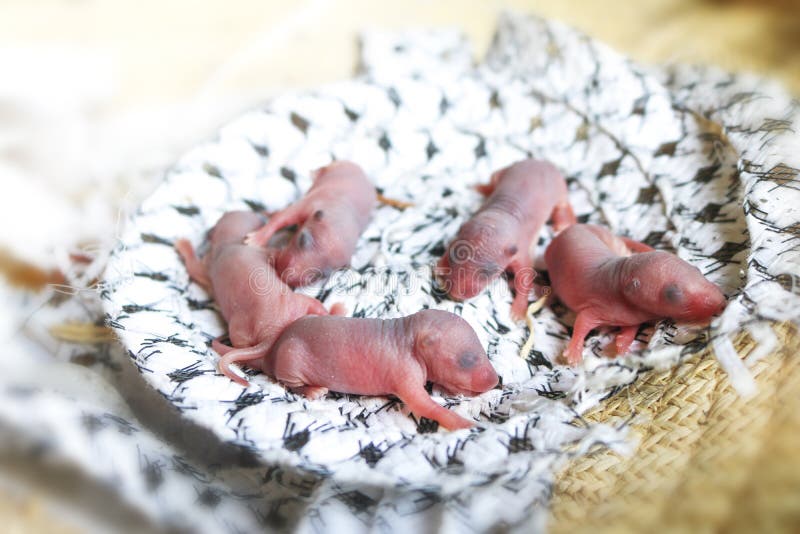 Baby Mouse Or Little Newborn Rats Sleep In Rat Nest Stock Image Image Of Domestic Born