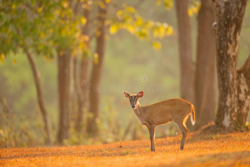 Baby Muntjac royalty-vrije stock afbeelding Baby Muntjac royalty-vrije stock afbeelding