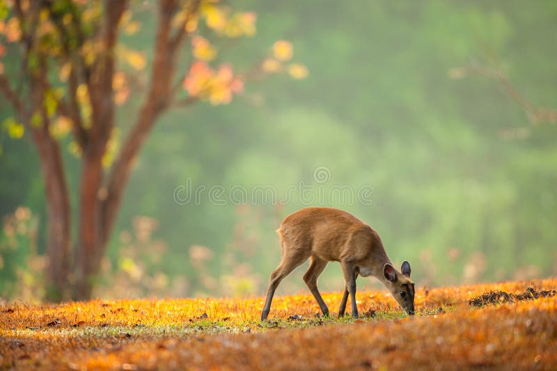 Baby Muntjac on the golden grassland in spring season. royalty free stock photography Baby Muntjac on the golden grassland in spring season. royalty free stock photography