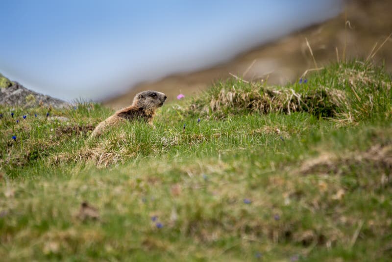 Baby-Murmeltier, das auf Wiese, europäische Alpen sitzt lizenzfreie stockfotografie Baby-Murmeltier, das auf Wiese, europäische Alpen sitzt lizenzfreie stockfotografie