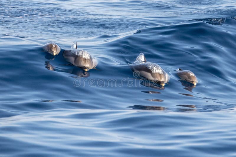 254 Happy Dolphin Jumping Wave Stock Photos - Free & Royalty-Free Stock ...