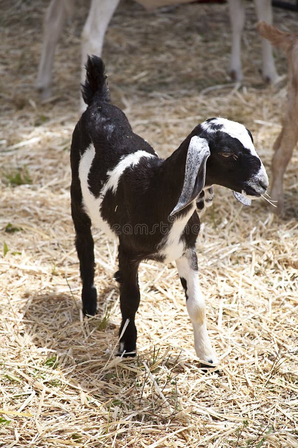 Baby Nubian Goat Kid stock image. Image of ears, long 14846601