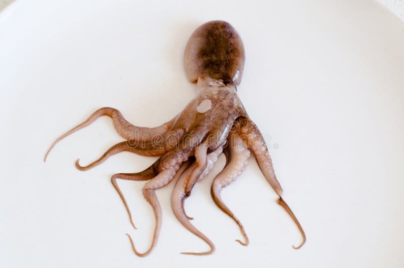 9,224 Baby Squid Royalty-Free Images, Stock Photos & Pictures
