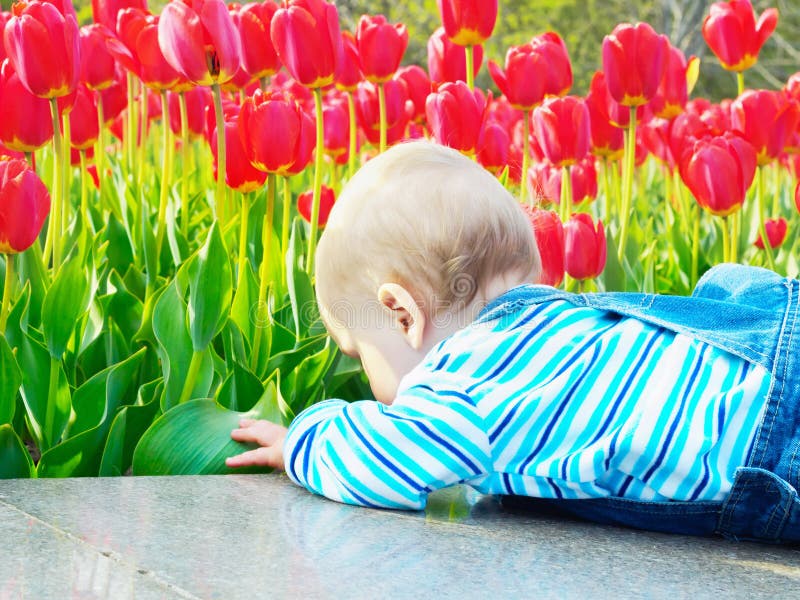 Baby op het tulpengebied stock afbeeldingen