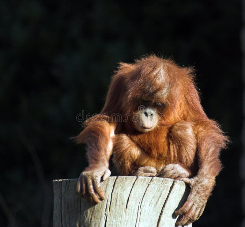 Un bambino sul login.