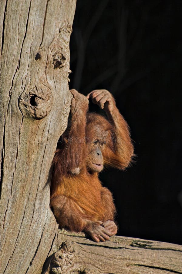 A baby orang utan sitting on a log. Log animal stock images, royalty-free photos and pictures