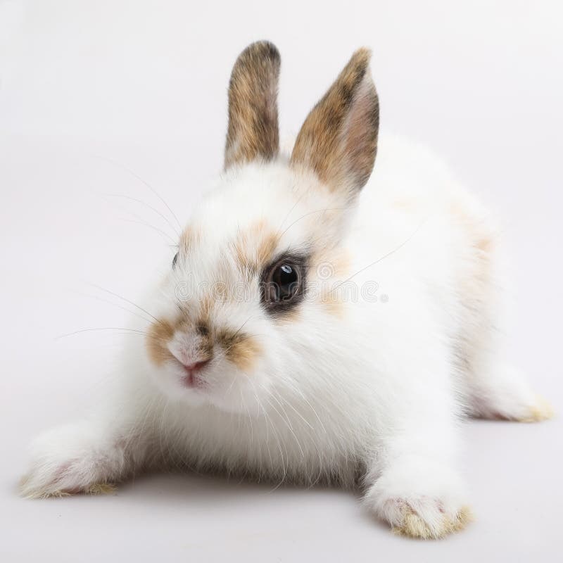 Baby of Orange Rabbit on White Background Stock Photo Image of pets