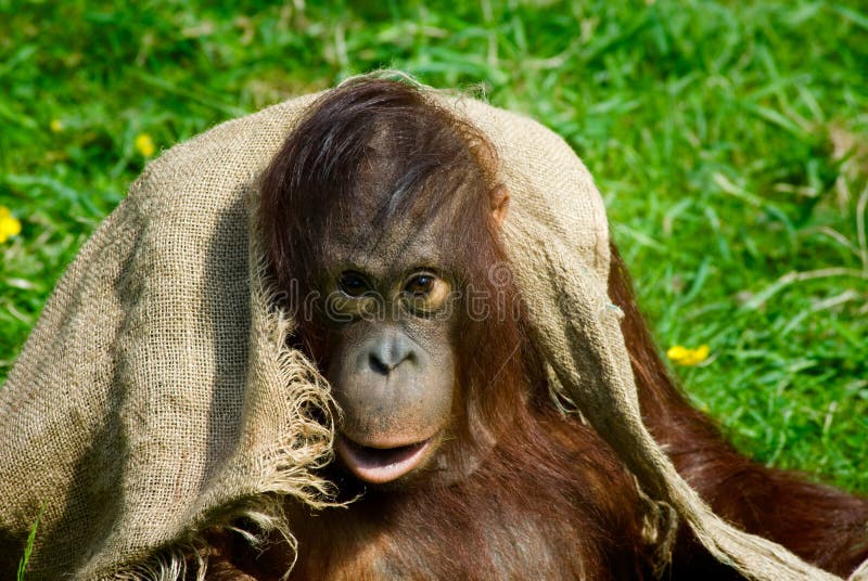 Baby orangutan royalty free stock photos