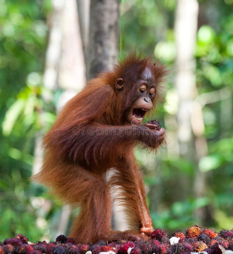 The Baby  Orangutan  On Feeding  Place Indonesia The Island 