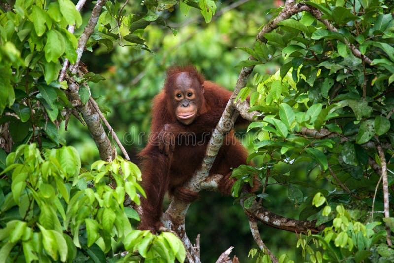 A baby orangutan in the wild. Indonesia. The island of Kalimantan (Borneo).