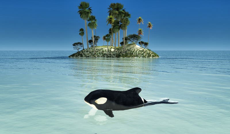 157 Baby Orca Photos Free Royalty Free Stock Photos From Dreamstime