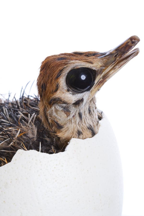 Baby Ostrich in Egg stock photo. Image of born, stuffed 10206906