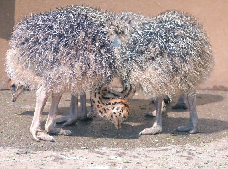 Baby ostrich stock image. Image of brown, outdoors, ratite 74944745