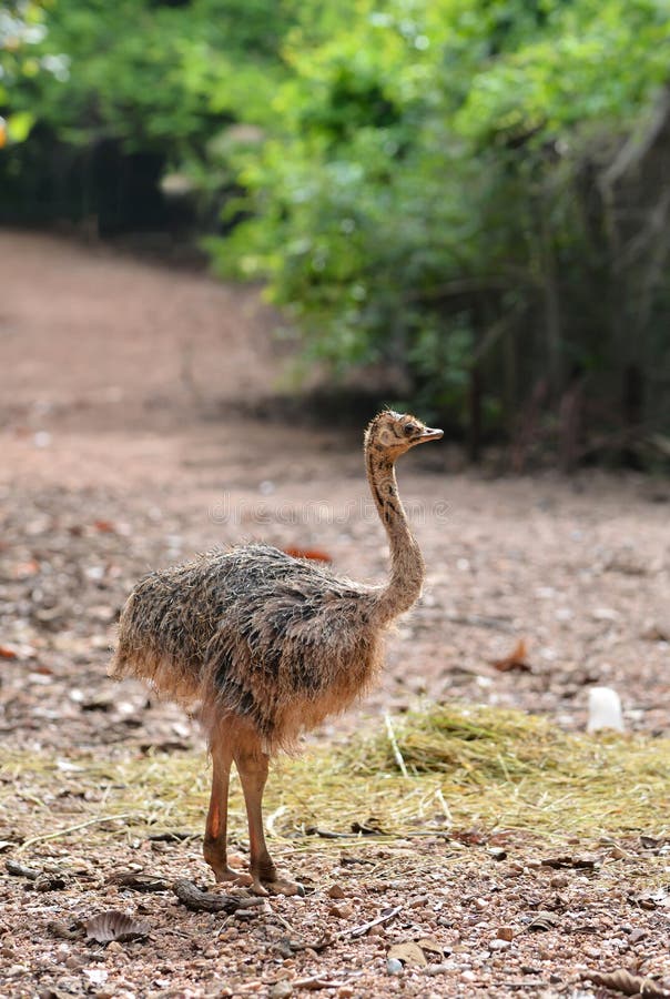Baby ostrich stock photo. Image of flightless, farm, face 42848560