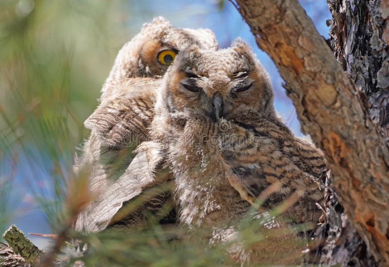 Baby Owls Cuddle in a Large Tree Stock Image Image of beautiful