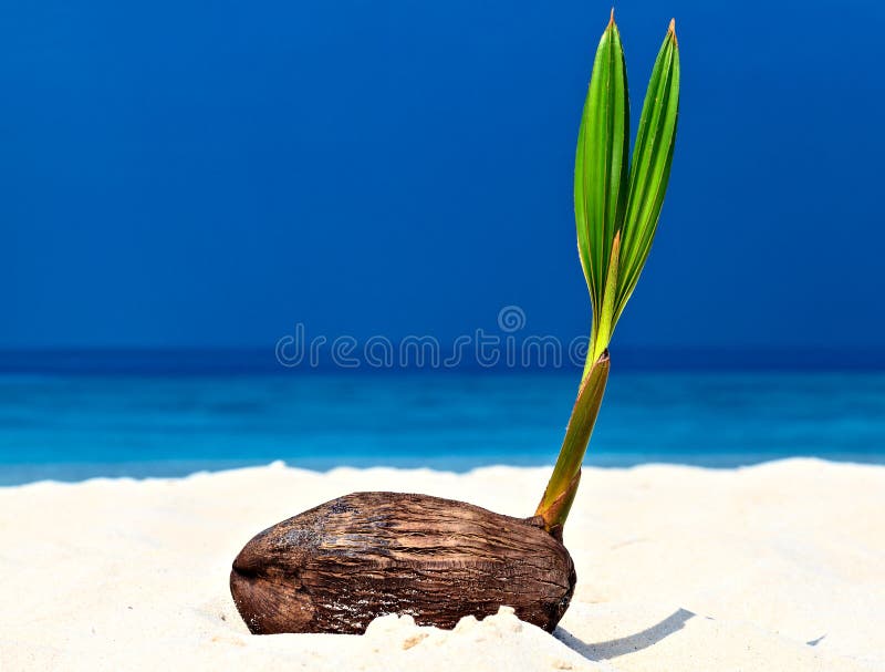 Baby palm tree stock image. Image of sandy, baby, green - 30243711