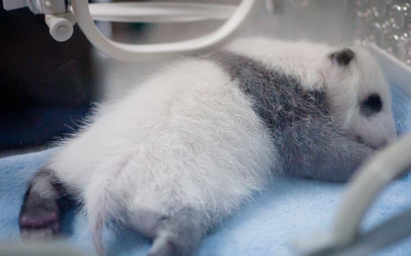 Baby panda royalty free stock images