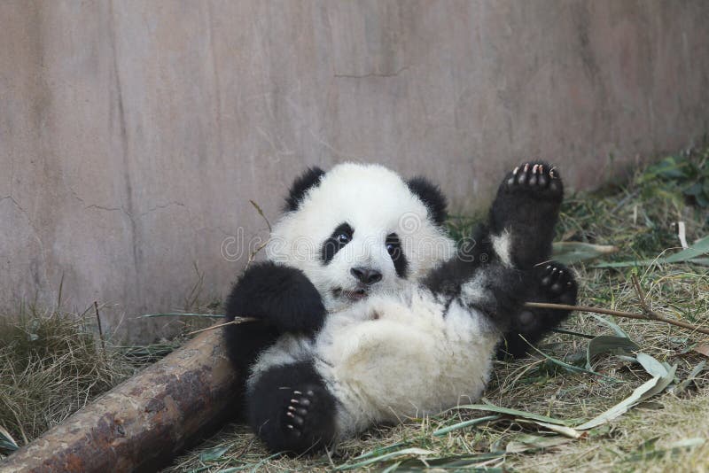 Baby Panda stock photos