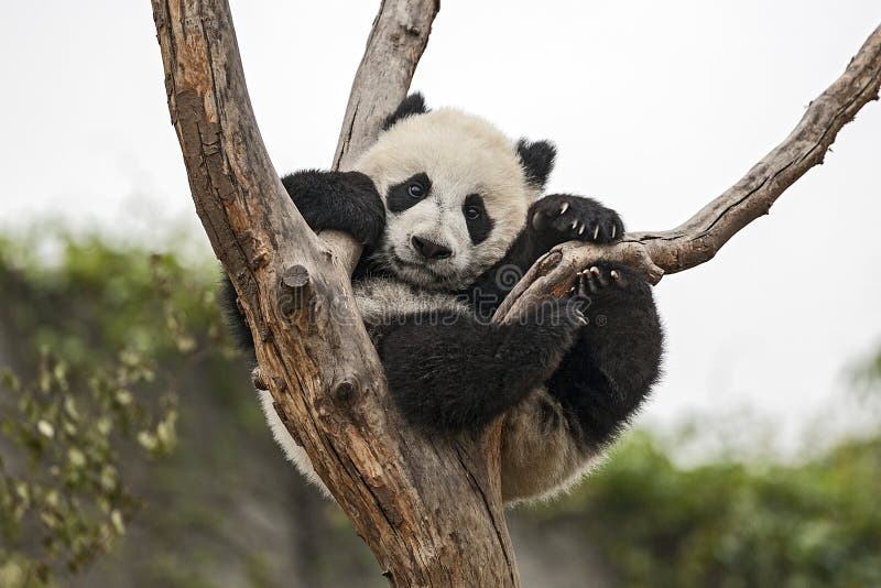 Baby Panda royalty free stock photos