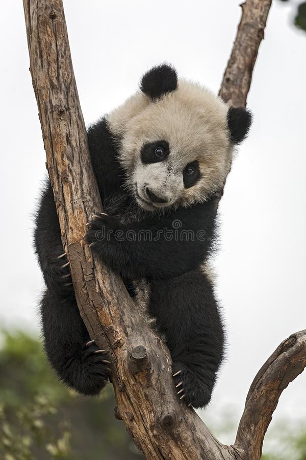 Baby Panda royalty free stock image