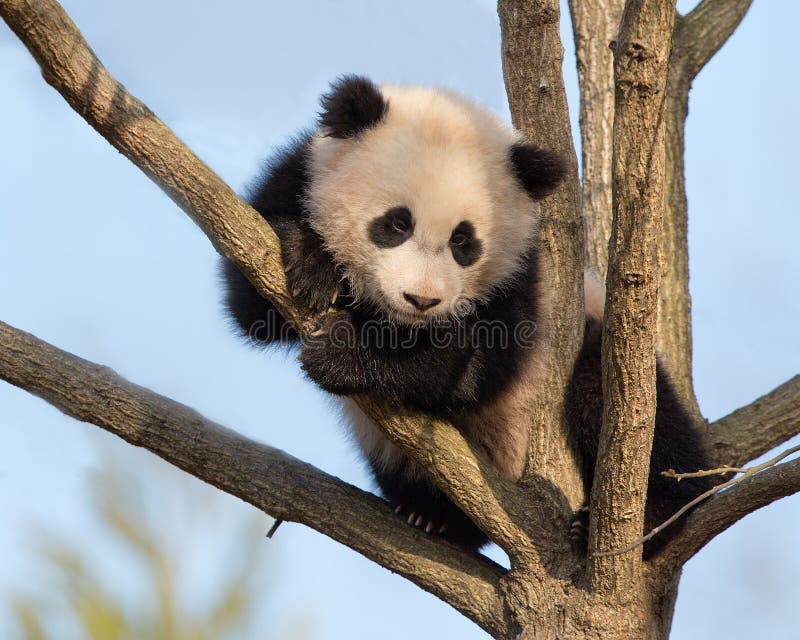 Baby panda climbing tree stock photos
