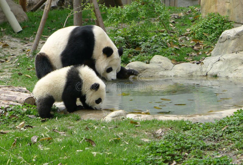 Baby panda with mother drinking water