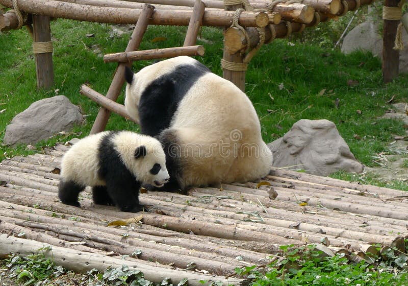 Baby panda with mother