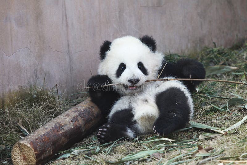 Baby Panda royalty free stock photos