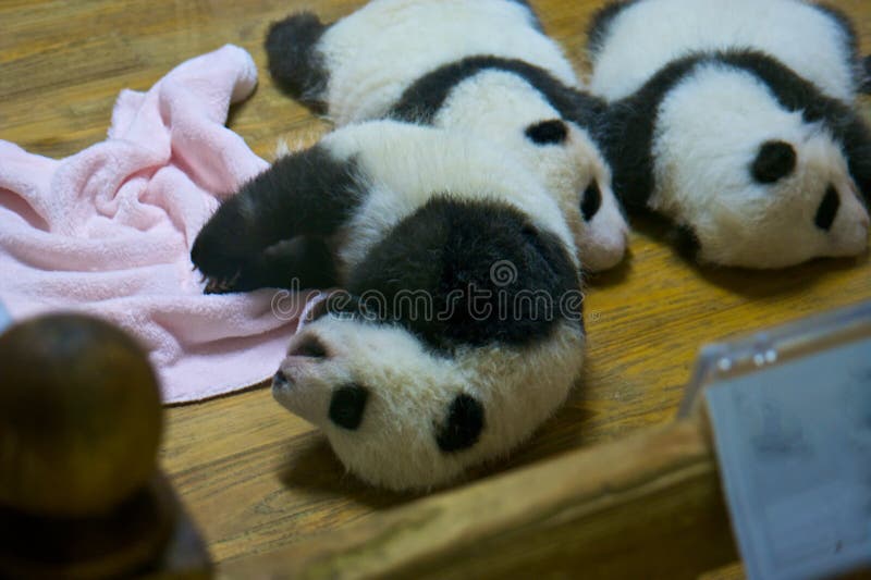 Baby panda stock image