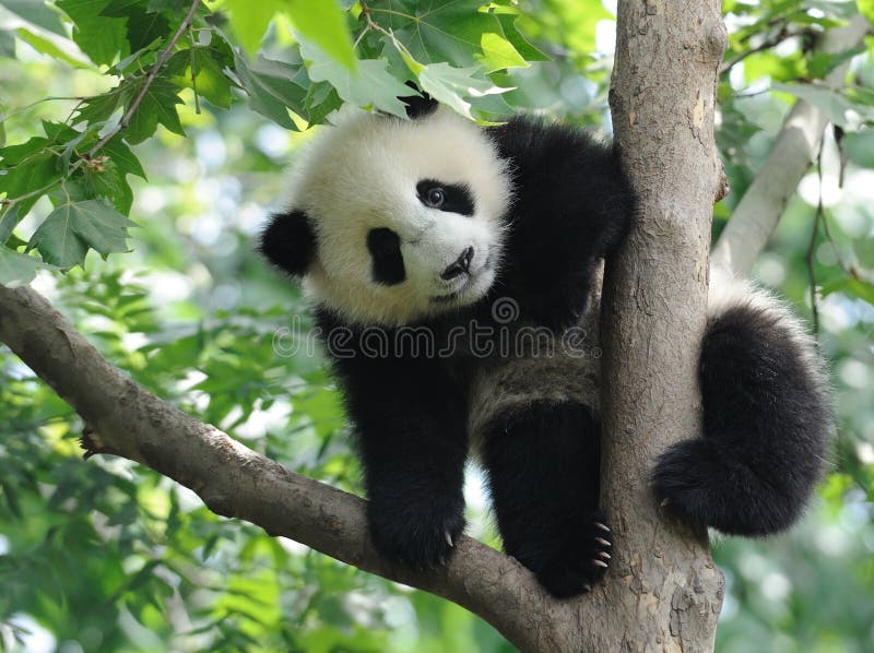 Schöne baby-Panda auf dem Baum.