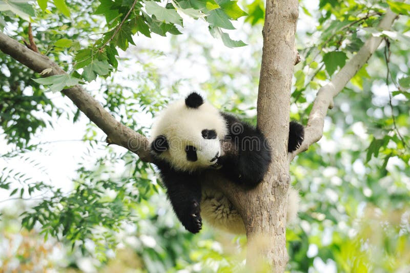 Baby Panda on the tree royalty free stock image