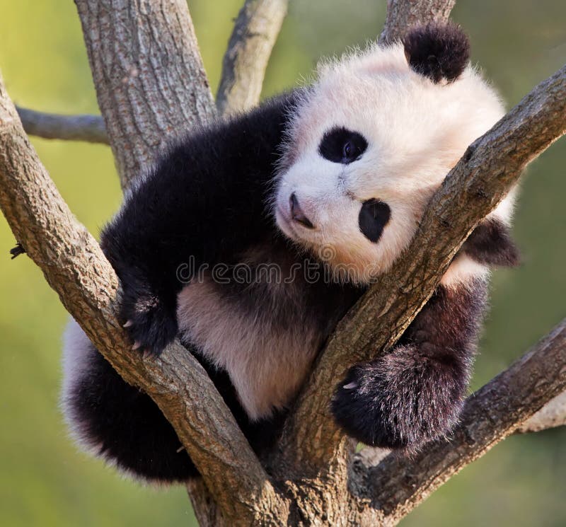 Baby panda in tree royalty free stock photo Baby panda in tree royalty free stock photo