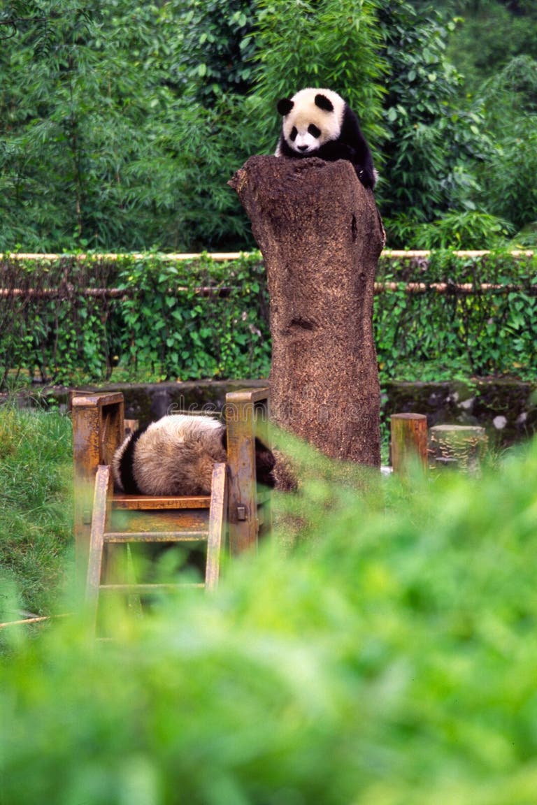 172 Two Baby Pandas Stock Photos - Free & Royalty-Free Stock Photos