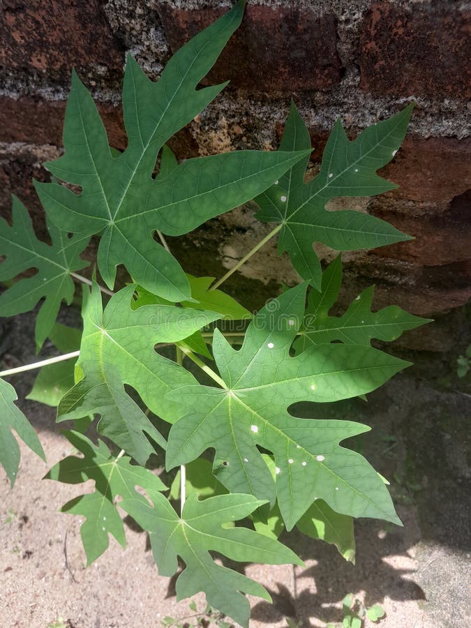 Baby Papaya Plant Under Red Hot Sunlight Stock Photo Image of papaya