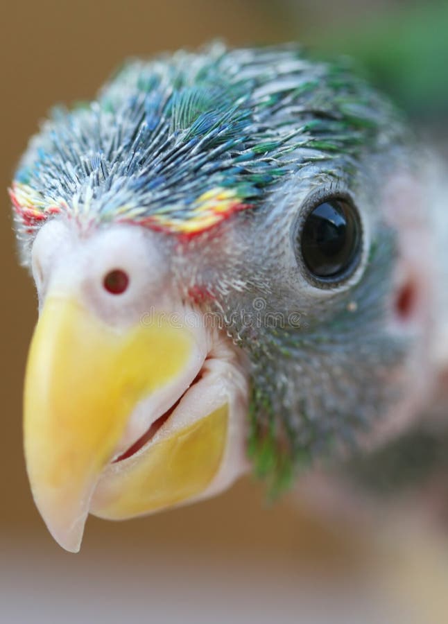 Baby Parrot stock image. Image of talking, parrot, tropical 3346533