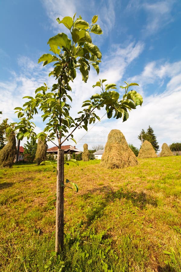 Baby Peach Tree Royalty Free Stock Photos Image 19632328