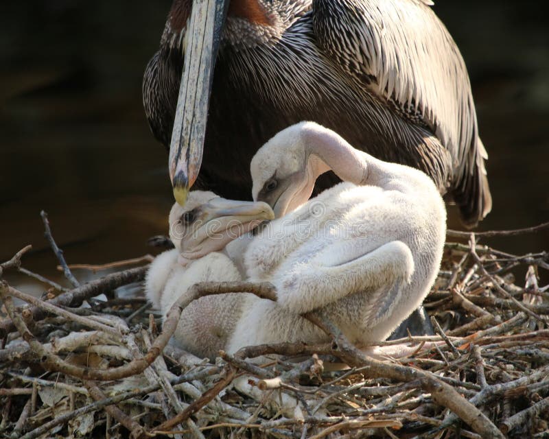 Baby Pelicans with mother