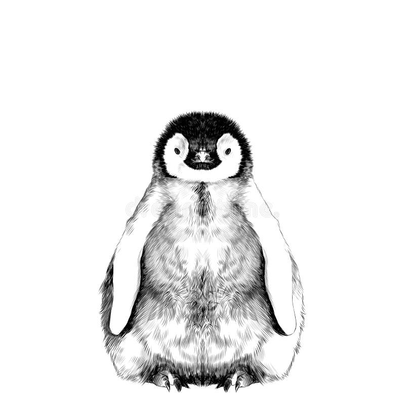 Baby penguin sketch