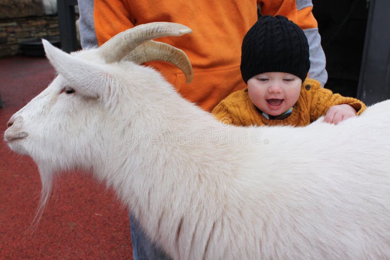 Baby at the Petting Zoo stock image. Image of animal - 22588259