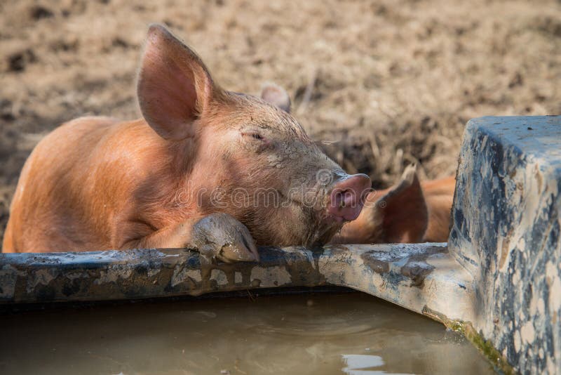 Baby pig drinking water stock image. Image of farming 45238527