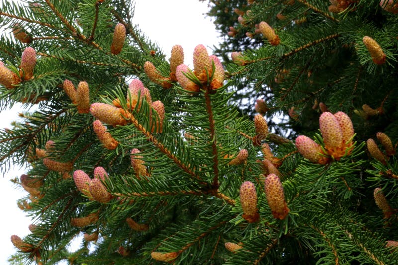 Baby Pine Cones in Spring with Reddish Tint Stock Image Image of