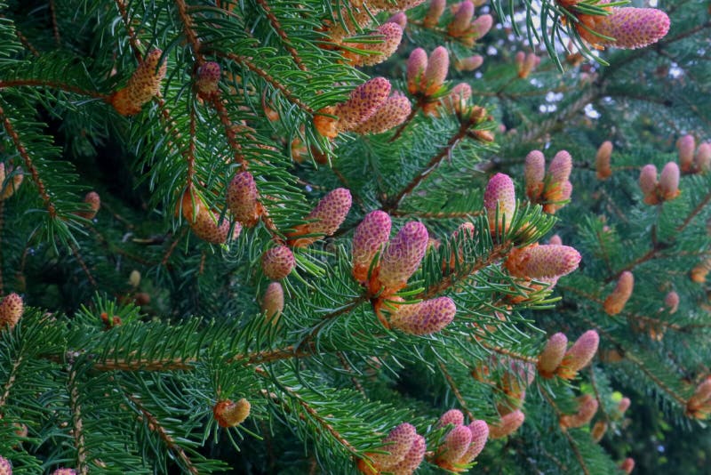 Baby Pine Cones in Spring with Reddish Tint Stock Photo Image of
