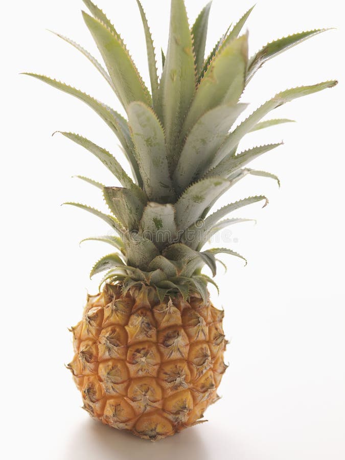 Baby pineapple stock photo. Image of 980001, fruit, freestanding 7675686