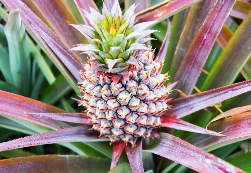 Baby pineapple plant stock image. Image of malaysia, pineapple 54066655