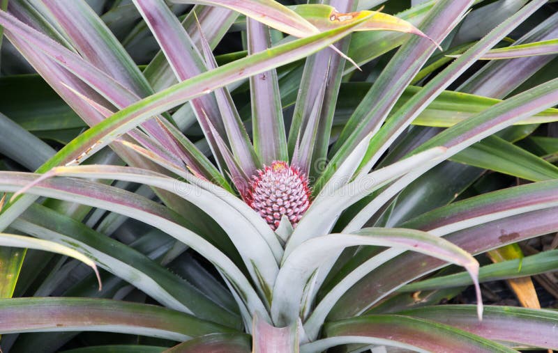 Baby Pineapple Fruit Growing on a Plant Stock Photo Image of