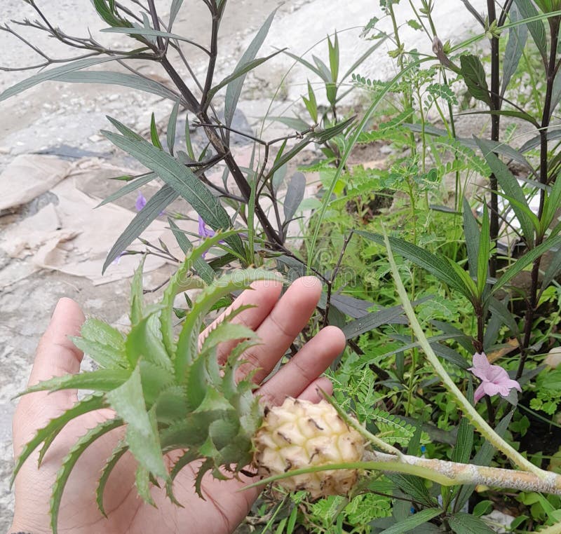 Baby Pineapple Grow in the Backyard Stock Image Image of houseplant