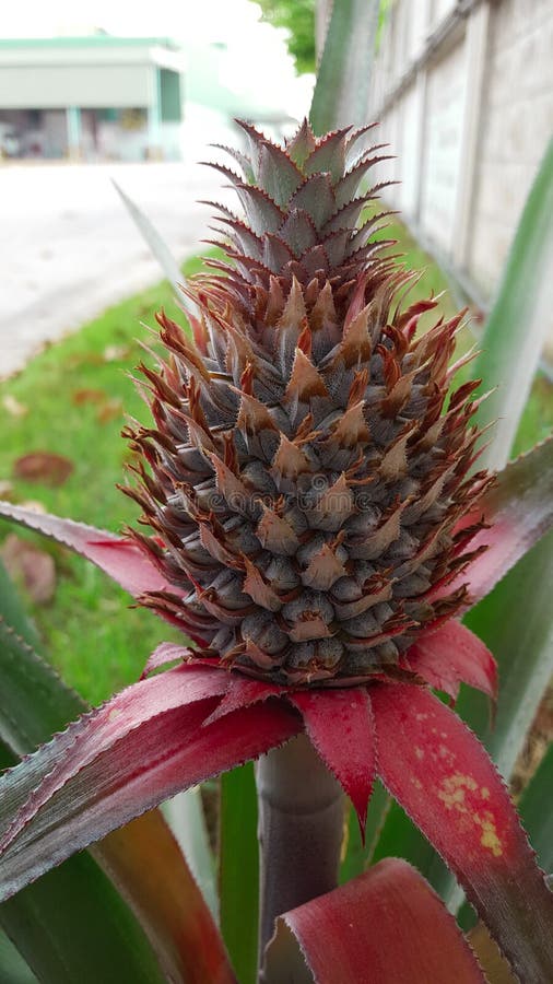 Baby Pineapple Plant stock photo. Image of ingredients 69752538