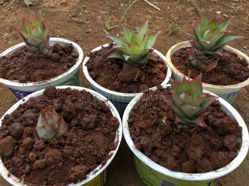 Baby pineapple plant stock photo. Image of plantation 146847392