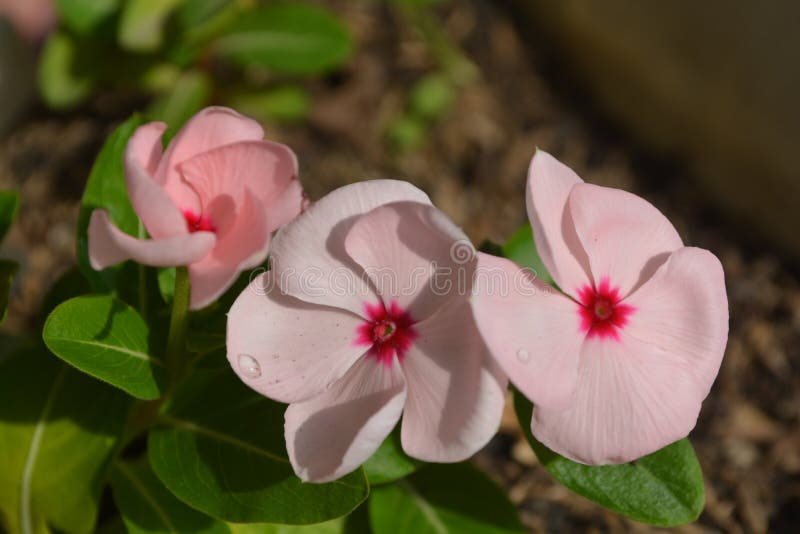 Baby Pink Vinca Flowers stock photo. Image of blossom 251909808