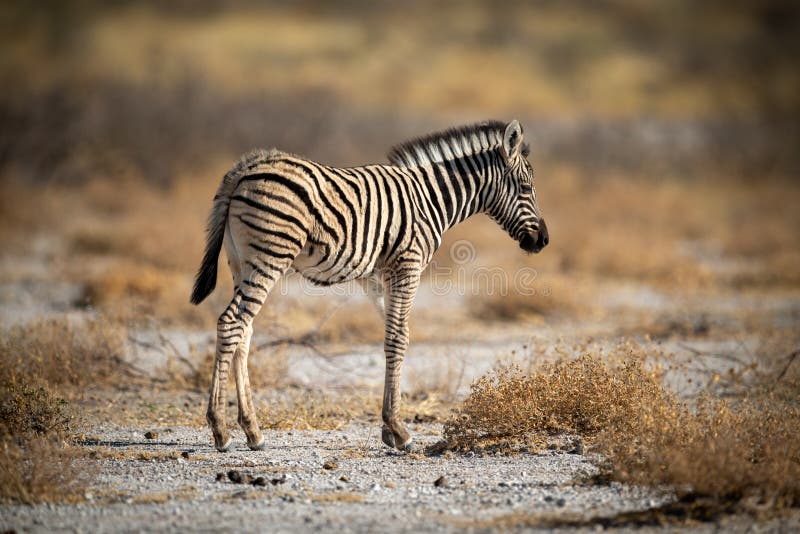 Baby Plains Zebra Follows Mother Behind Bushes Stock Image Image of